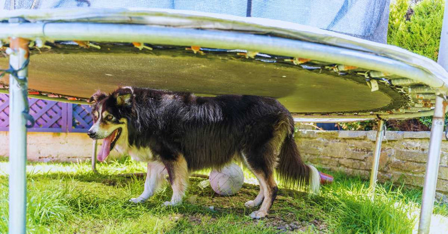 Ensuring Your Pet's Safety Around Trampolines